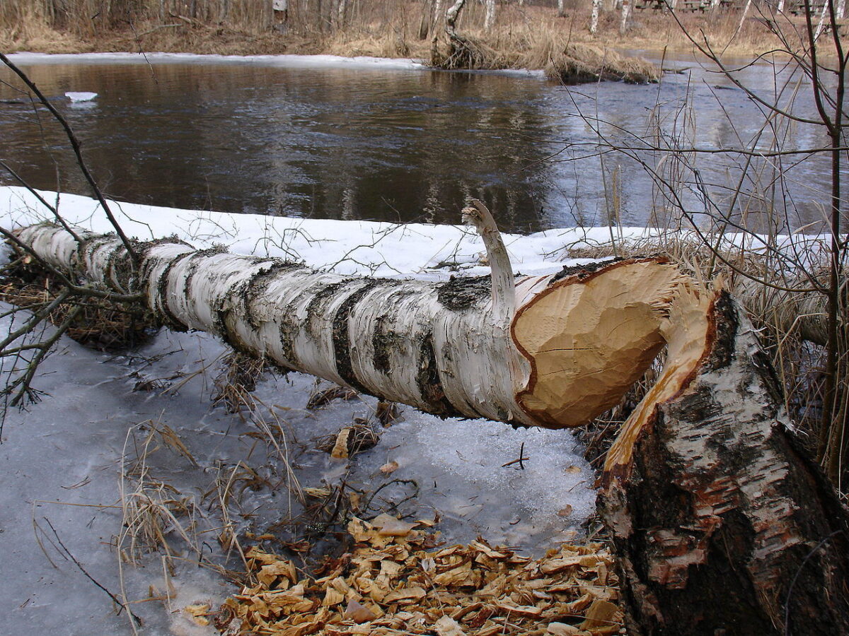 1280px Tree destroying by beaver