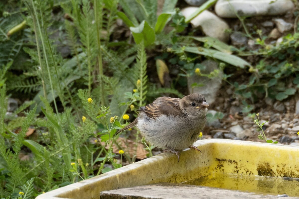 Early Bird Spaziergang Spatz Christine Moor