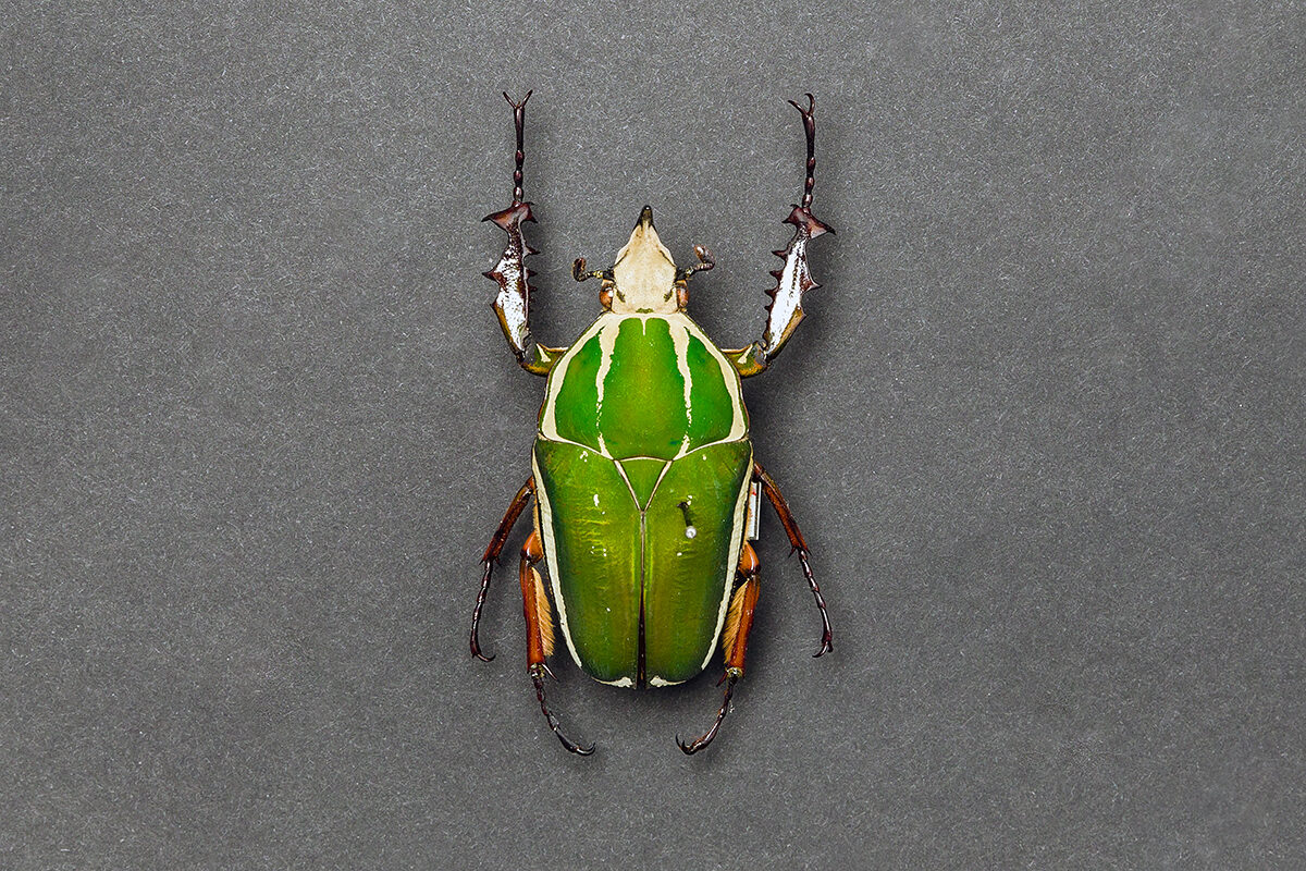 NMBE Wirbellose Mecynorrhina torquata 218000