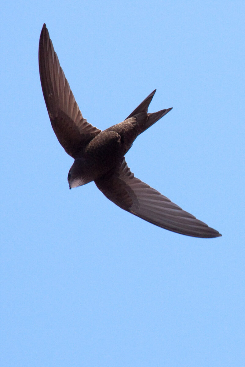 Mauersegler Apus apus Barcelona Spain 9