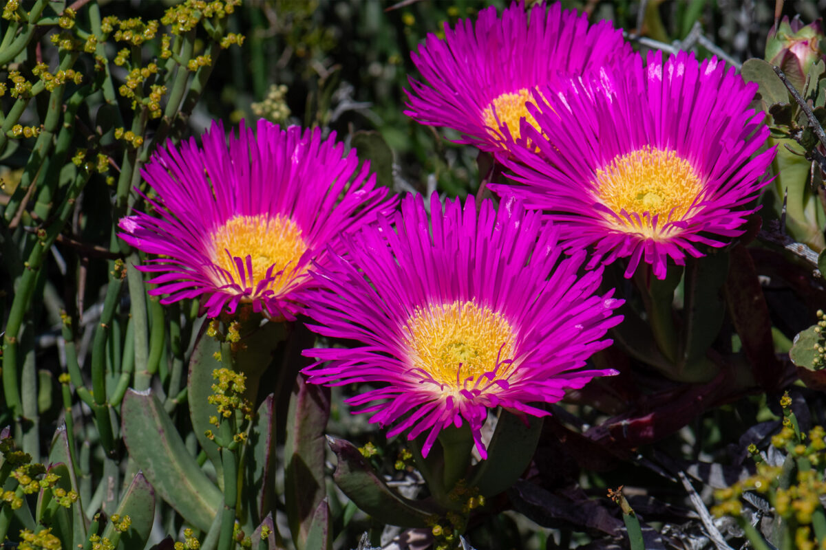 Carpobrotus quadrifidus 5 ZA9370 003