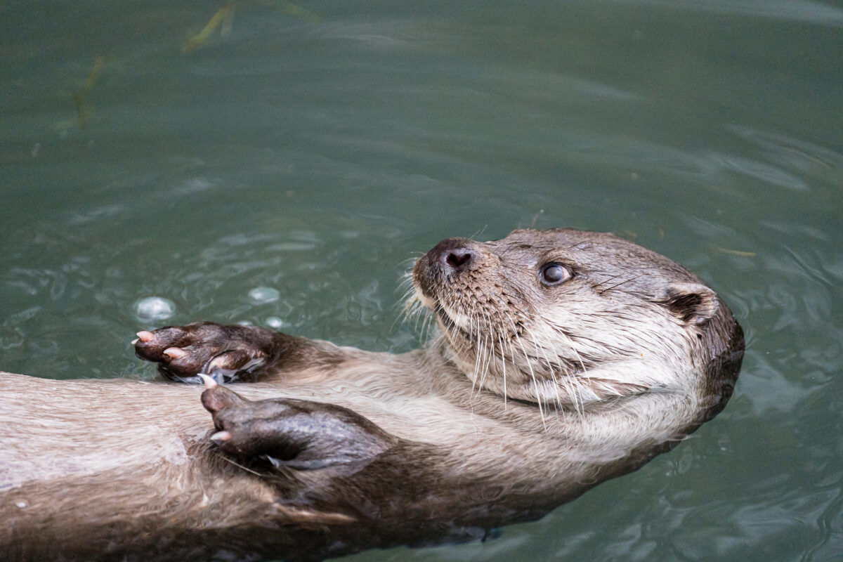 Wold Otter Day 2024 fischotter T4 B04458